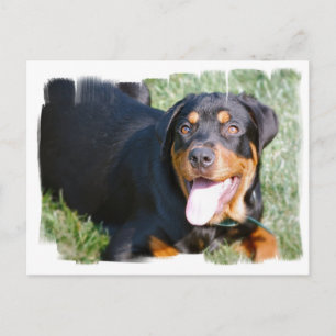 Cartão postal de Rottweiler Amigável