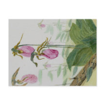 Cartão Postal de Sapatinhos de Dama