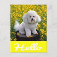 Cartão Postal de Saudação Cachorrinho Bichon Frise
