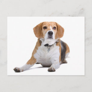 Cartão Postal de Saudação de Cachorro Beagle Filho