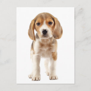 Cartão Postal de Saudação de Cachorro Beagle Filho