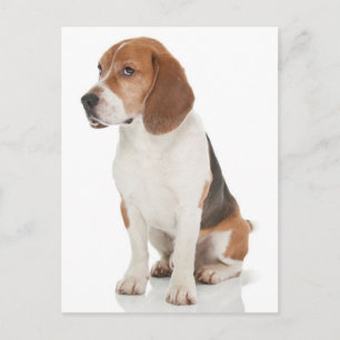 Cartão Postal de Saudação de Cachorro Beagle Filho