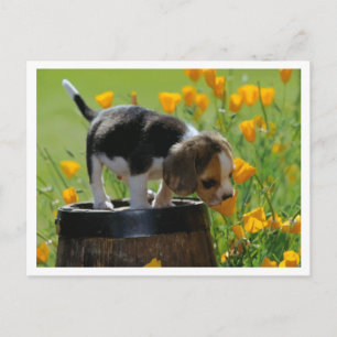 Cartão Postal de Saudação de Cachorro Beagle Filho