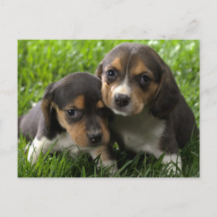Cartão Postal de Saudação de Cachorro Beagle Filho