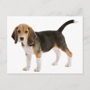 Cartão Postal de Saudação de Cachorro Beagle Filho