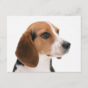 Cartão Postal de Saudação de Cachorro Beagle Filho