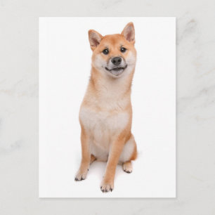 Cartão Postal de Saudação de Cachorro Filhote Shib
