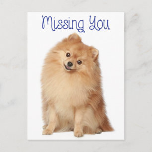 Cartão Postal de Saudações do Cachorrinho Pomerâni