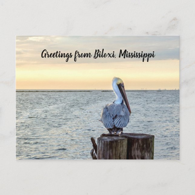 Cartão postal de saudações Pelicano (Frente)