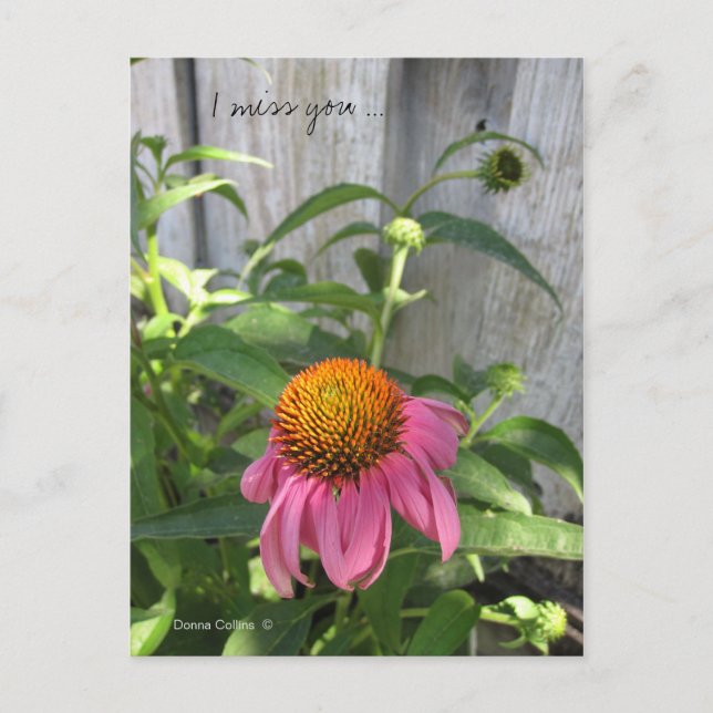 Cartão postal de saudades (Frente)