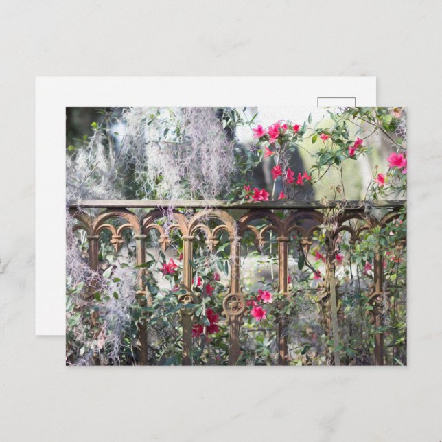 Cartão Postal de Savannah Laurel Grove (Frente/Verso)