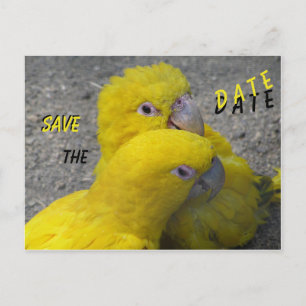 Cartão postal de SAVE THE DATE de casal de papagai