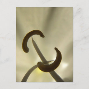 Cartão postal de sementes de flores