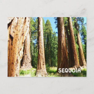 Cartão postal de Sequoia!