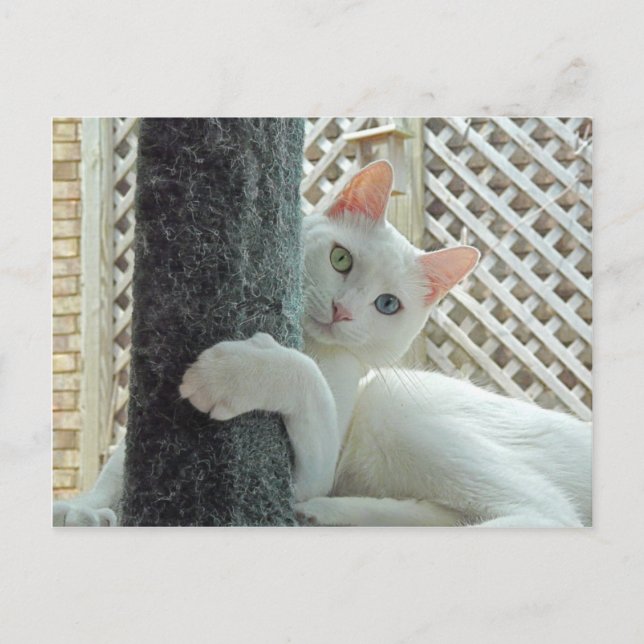 Cartão postal de serenidade (Frente)