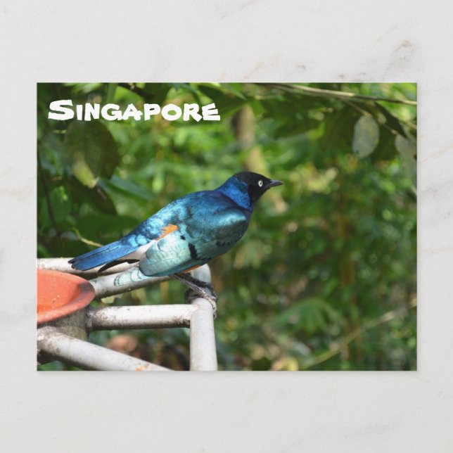 Cartão postal de Singapura: Superb Starling (Frente)