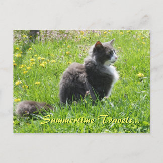 Cartão postal de Sunshine Cat