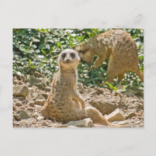 Cartão Postal de Suricata (Frente)