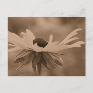 Cartão postal de Susan Flower Sepia Black Eyed Su
