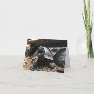cartão postal de tartaruga bebê (parabéns)