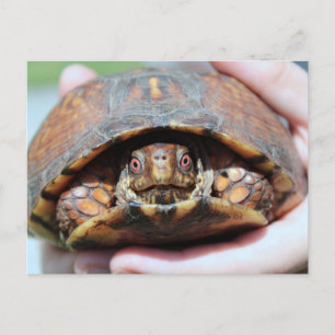 Cartão Postal de Tartaruga-de-Caixa Oriental