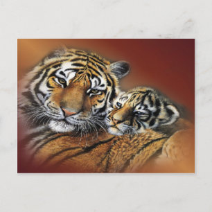 Cartão Postal de Tigre & Filhote