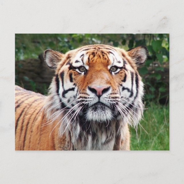 Cartão postal de tigre siberiano (Frente)