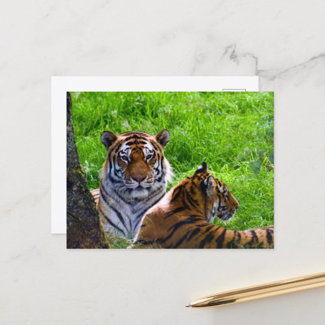 Cartão Postal de Tigres de Amur (Frente/Verso In Situ)