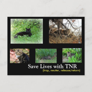 Cartão postal de TNR de Cat Feral