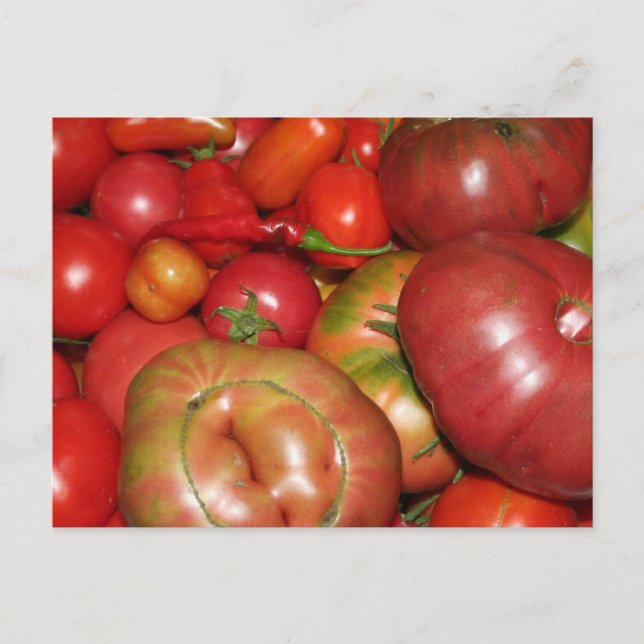 Cartão postal de tomate (Frente)
