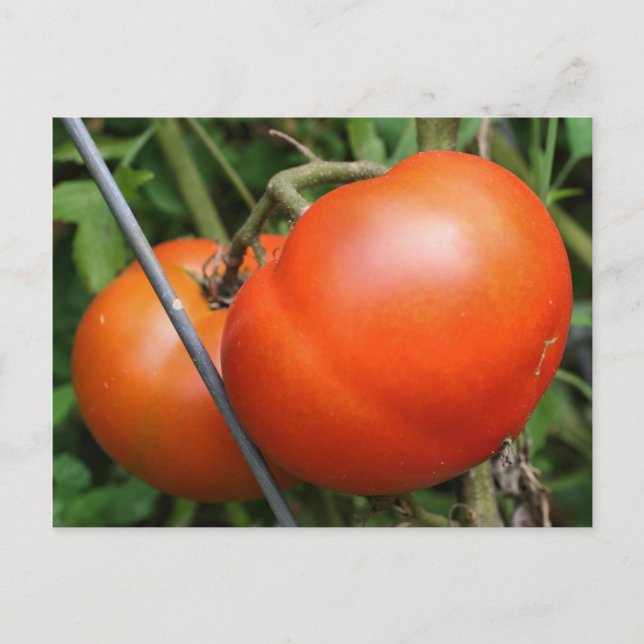 Cartão postal de tomate de jardim vermelho (Frente)