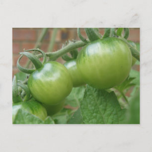 Cartão postal de tomate verde
