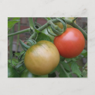 Cartão postal de Tomates Laranja e Vermelho
