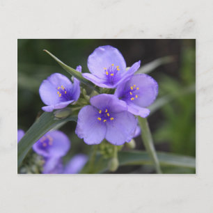 Cartão postal de Tradescantia