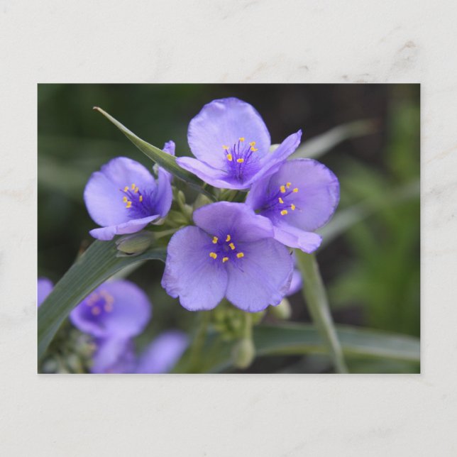 Cartão postal de Tradescantia (Frente)