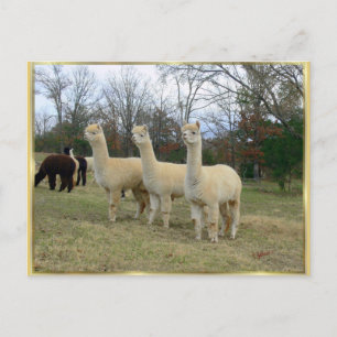 Cartão postal de três garotas alpaca