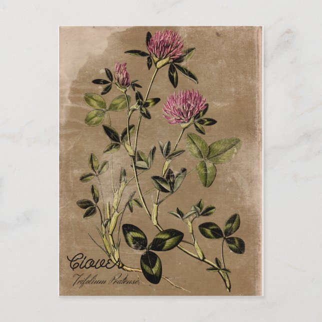 Cartão postal de trevo em estilo vintage (Frente)