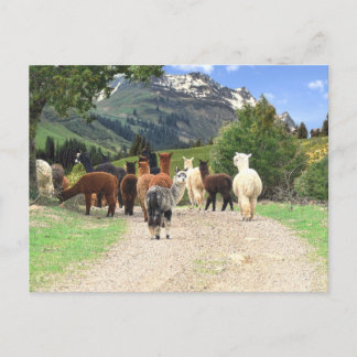 Cartão postal de trilha Alpaca