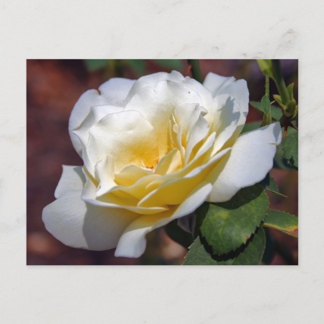 Cartão postal de troca de inspiração (Frente)