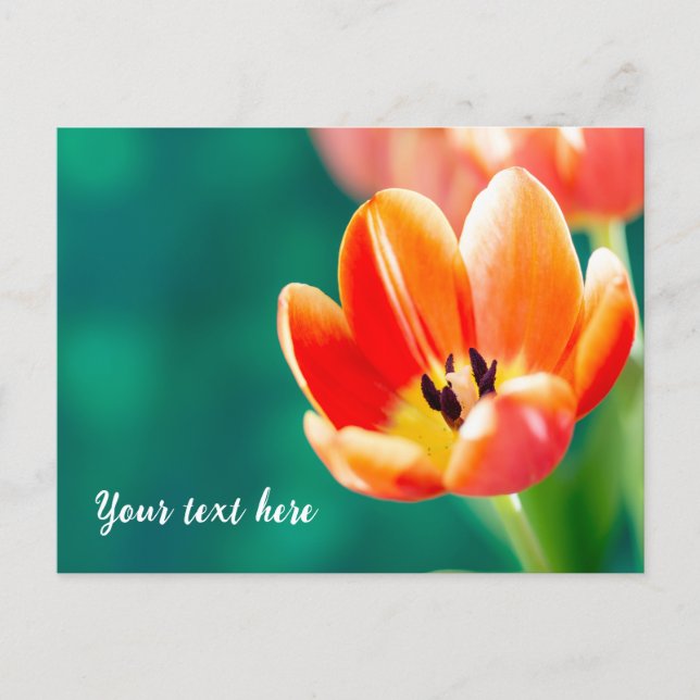 Cartão Postal de Tulipa Laranja Única (Frente)