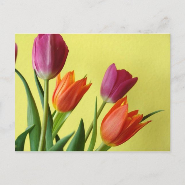 Cartão Postal de Tulipas (Frente)