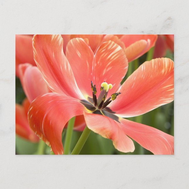 cartão postal de tulipas laranja em flor (Frente)