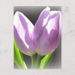 Cartão Postal de Tulipas Lavanda