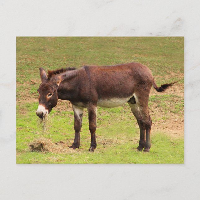 Cartão postal de um burro fofo almoçando (Frente)