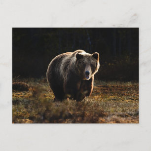 Cartão postal de urso