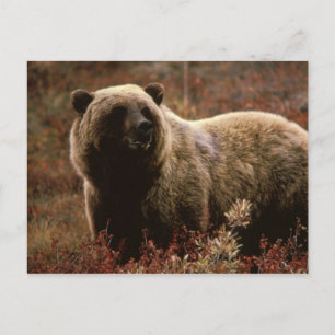 cartão postal de urso pardo