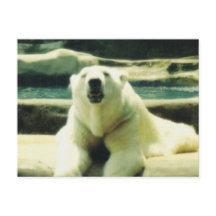Cartão Postal de Urso Polar