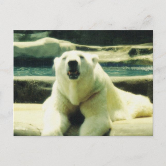 Cartão Postal de Urso Polar (Frente)