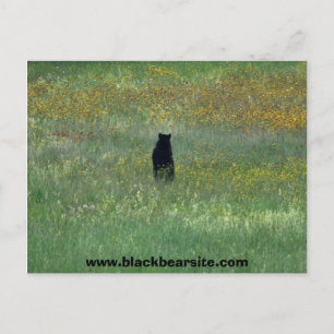 cartão postal de urso preto