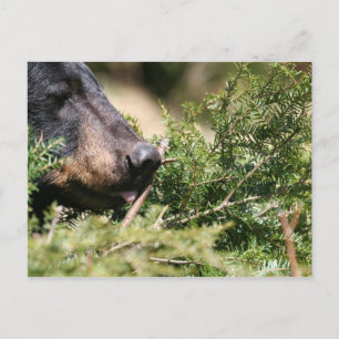 cartão postal de urso preto
